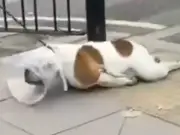 RSPCA seeks owner after dog dragged along Bow pavement