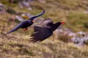 Six chough chicks fledge in Kent as population reaches 35