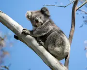 Victoria's koala population half of previous estimates, report finds
