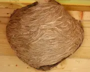 Wasps' nest in shed a 'work of art' after 10-week construction