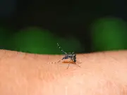 Zika-carrying mosquito found breeding in London for first time
