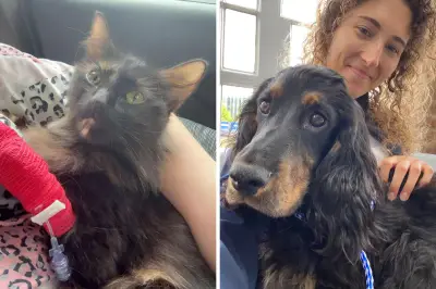 Carshalton cat saved by dog blood transfusion at Sutton vet clinic
