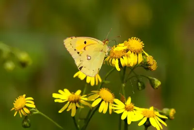 Clouded yellow brightens butterfly year despite heat-hit season