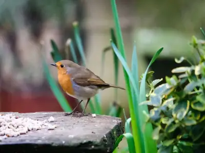 Feed robins this 1 common item in autumn to keep them visiting