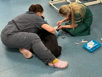Inside a 24-hour emergency vet: MRI scans, tough calls and tough pets