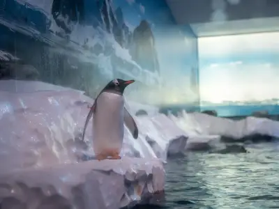 London Aquarium penguins to move to Birmingham by 2028