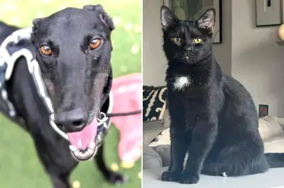 Mayhew seeks homes for retired greyhound Hero and cat Comet