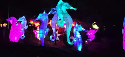 Winter Whale Light Trail Returns to Bexley's Hall Place in December