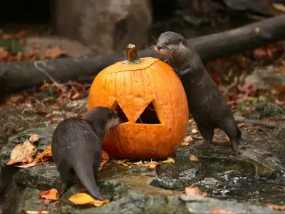 WWT London Wetland Centre: Pumpkin Carving for Otters at Half-Term