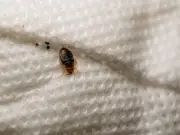 Bedbug Infestation Forces Southeastern to Cancel London-Kent Trains