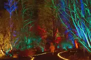 Bedgebury Forest Named UK's Best Christmas Light Trail by The Times