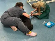 Inside a 24-hour emergency vet: MRI scans, tough calls and tough pets