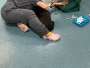 Inside a 24-Hour London Vet: A Day of Surprises and Hard Choices