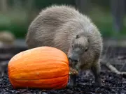 West London Pumpkin Patch: Meet Capybaras and Meerkats at Hobbledown Heath