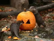 WWT London Wetland Centre: Pumpkin Carving for Otters at Half-Term